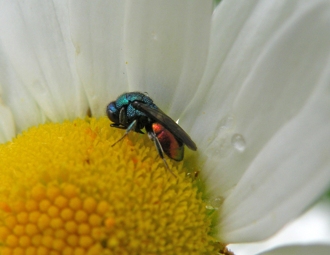 Parnopes grandior? no, Hedychrum gerstaeckeri